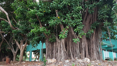 50 BANYAN / BANYAN FIG TREE East Indian Ficus Benghalensis Aerial Root Houseplant Seeds